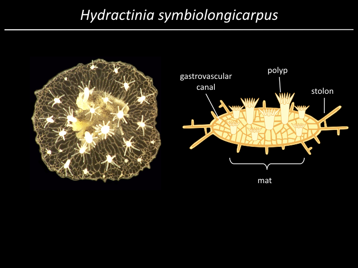 hydra 1