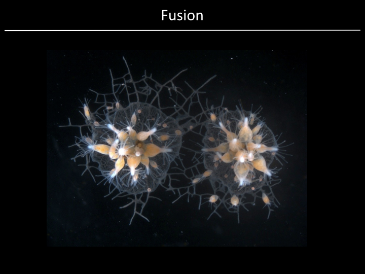 hydra fusion