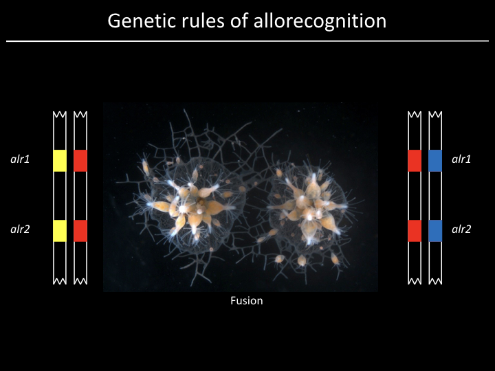 genetic rules 1