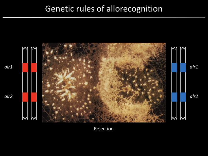 genetic rules 2